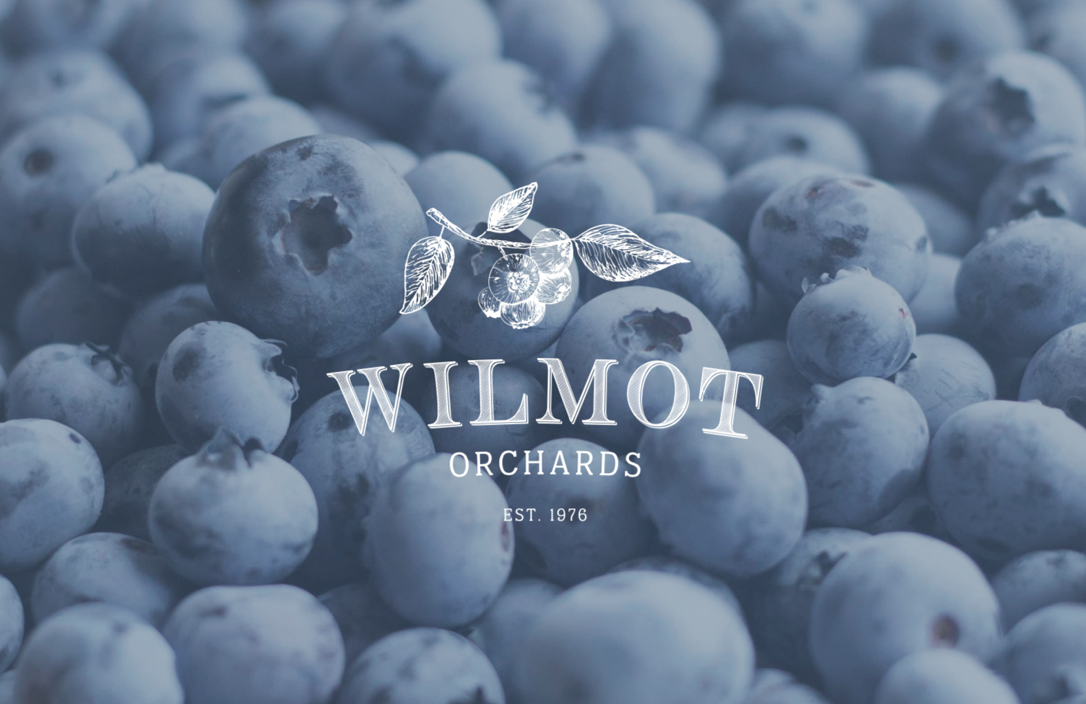 Wilmot Blueberry Orchard